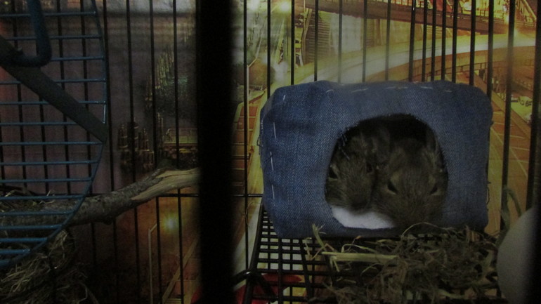 Белка ТИРЛЕ! Знакомьтесь!!!