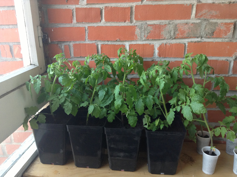 Мой огород подрос...