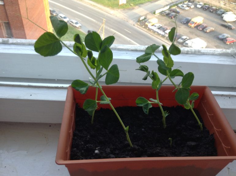 Мой огород подрос...