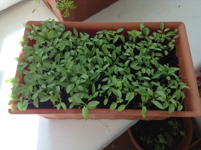 Мой огородик)))