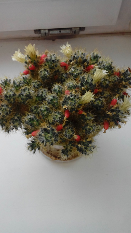 Что за кактус?