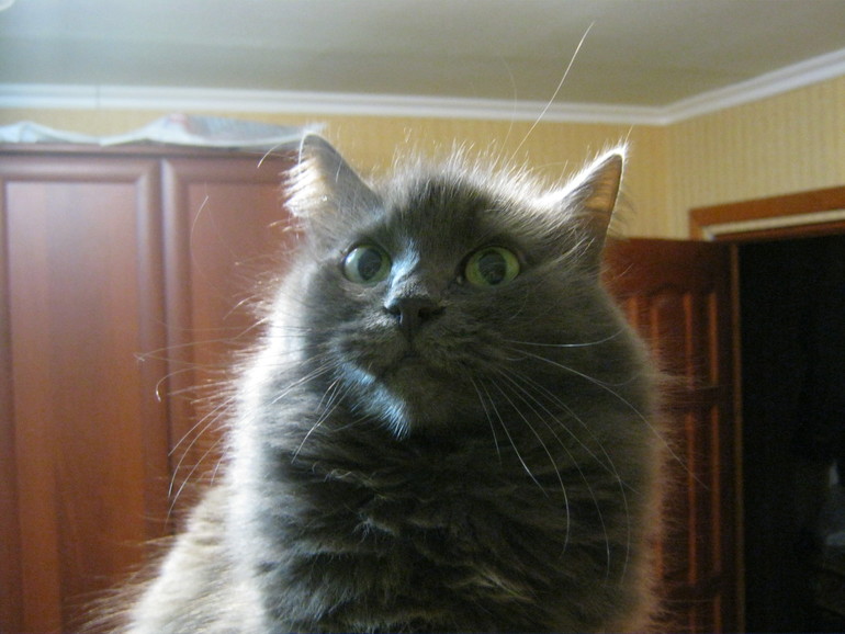 Моя старушка.