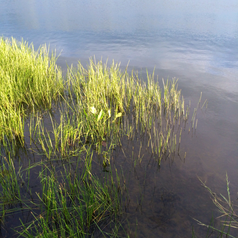 Июньские дачные фото зарисовки :)