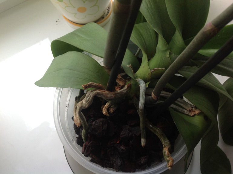 Знающие подскажите пожалуйста.