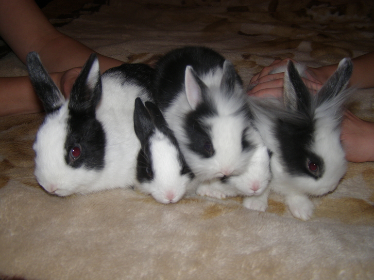 А вот таких лапочек видели???Нет не у кого???