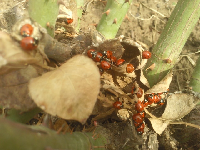 Всем девчушкам на удачу!! Фото сделала в феврале.