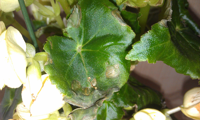 что с бегонией?