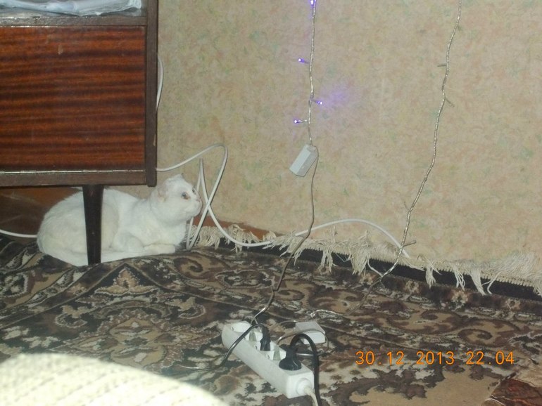 продаю шотландскую кошку г.Воронеж