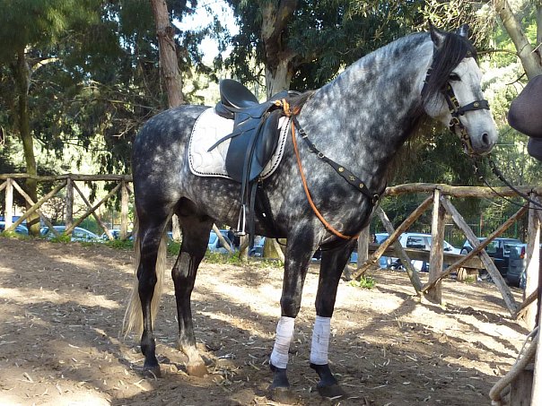 Верховая езда