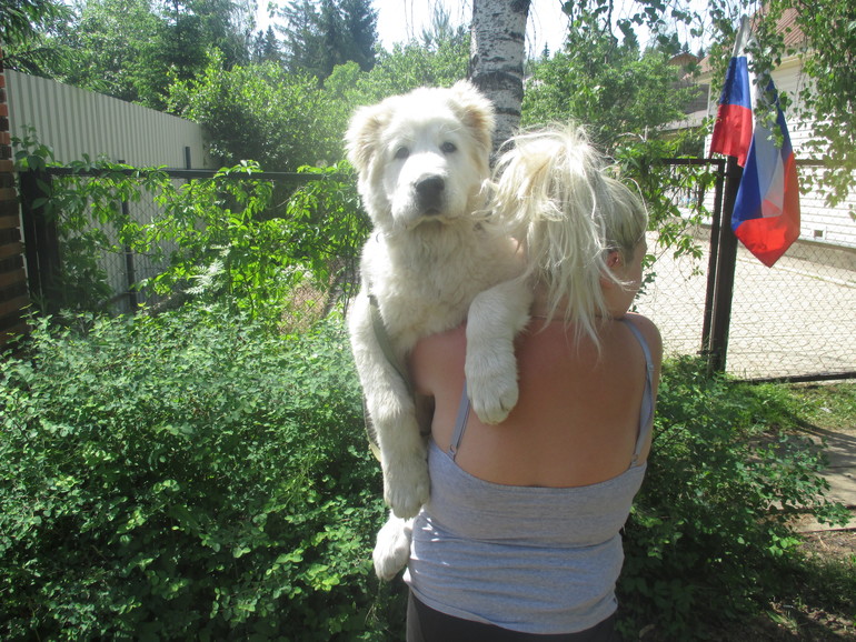Эркана Шир Бузайна  Туркменский волкодав