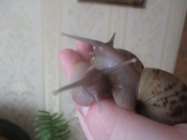 мои любименькие улиточки)