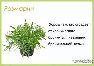 Комнатные растения в детскую - будьте здоровы!