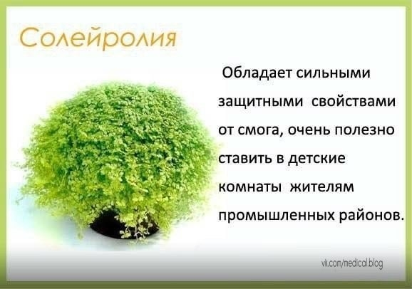 Комнатные растения в детскую - будьте здоровы!