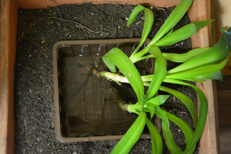 Юкка.. что с ней делать??