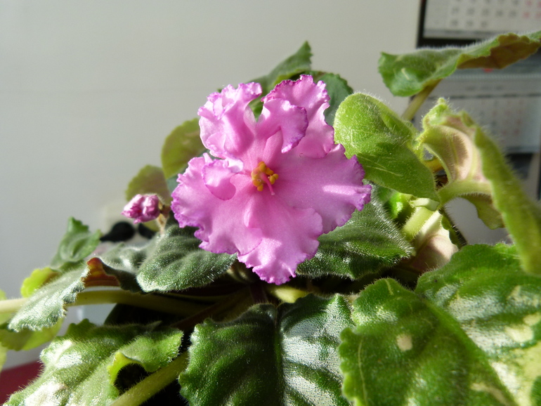 Фиалка и амариллис