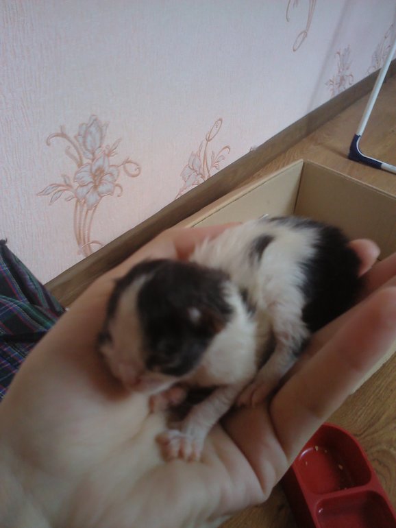 26 неделек и фото пузика))