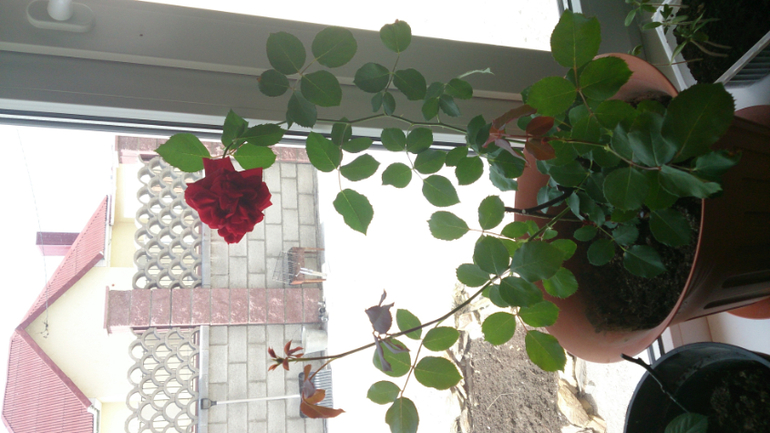 СНОВА О РОЗАХ!!!