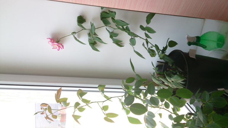 СНОВА О РОЗАХ!!!