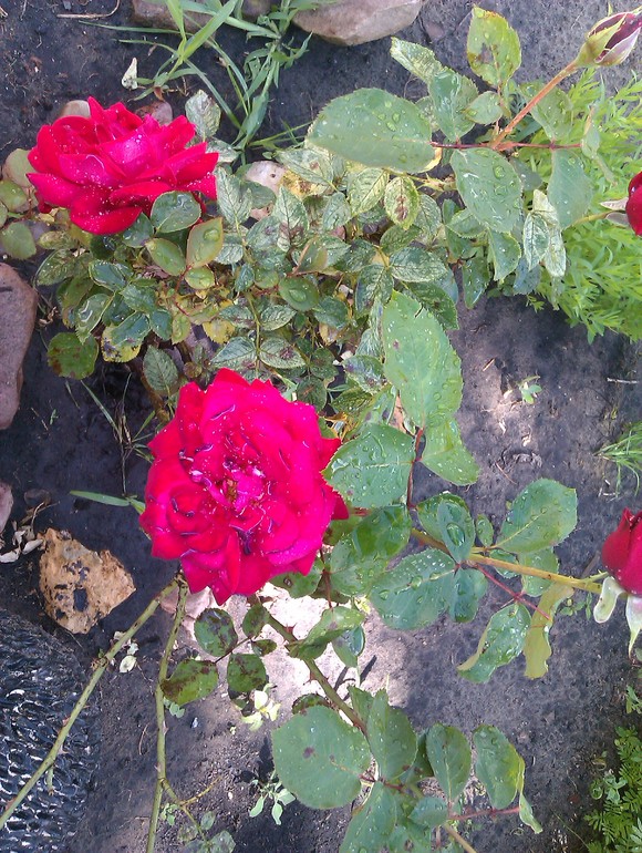 Если розы болеют пятнистостью