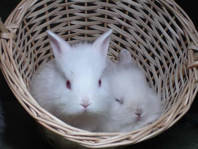 Декоративный кролик! У кого-нибудь  дома живет?