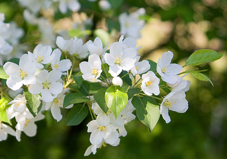 Фотопрогулки в Ботаническом саду и в Коломенском