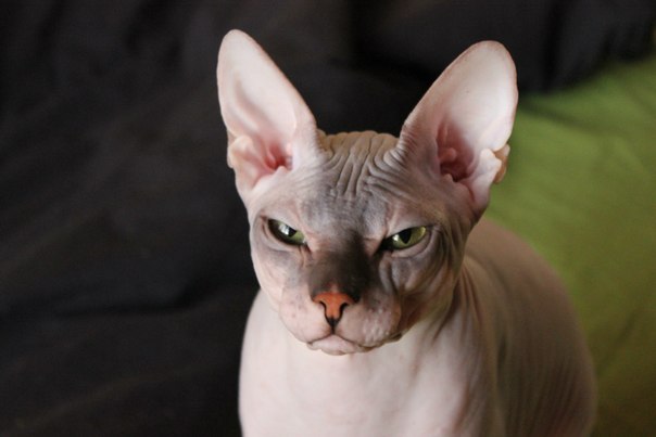 Донской сфинкс,Феня