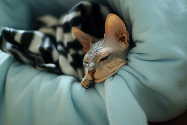 Донской сфинкс,Феня