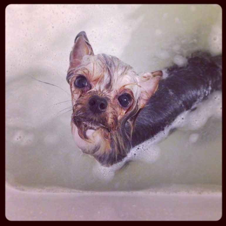 Дачники мои)