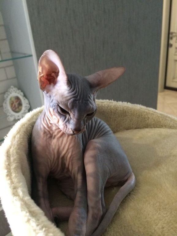 Семейство эльфов)