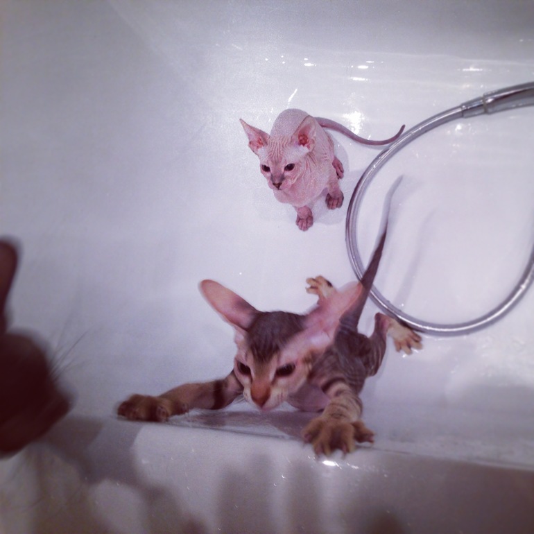 Семейство эльфов)