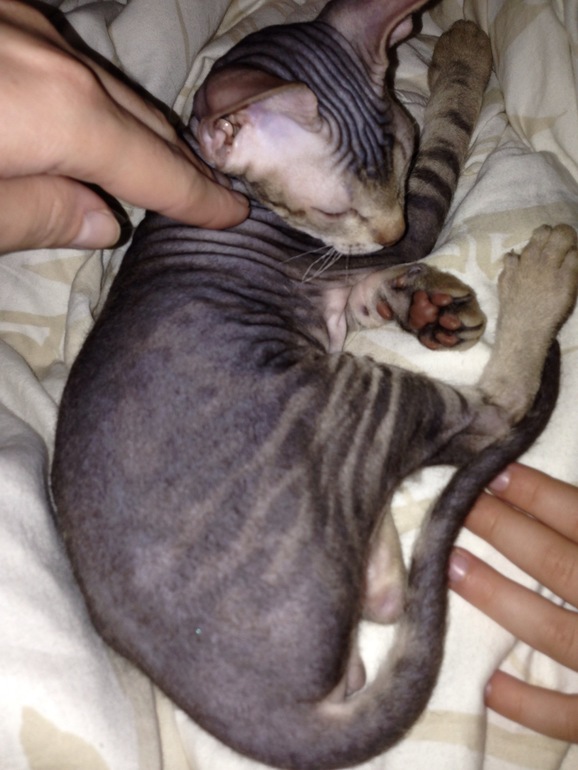 Семейство эльфов)