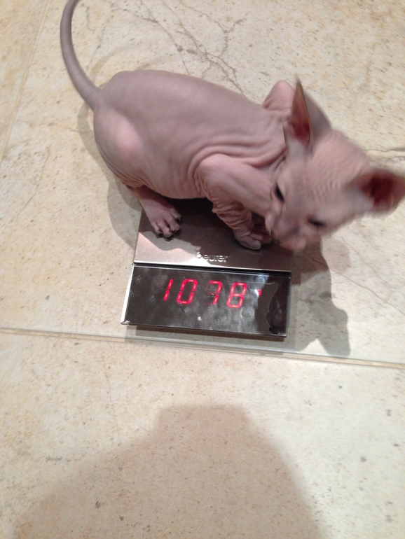 Семейство эльфов)