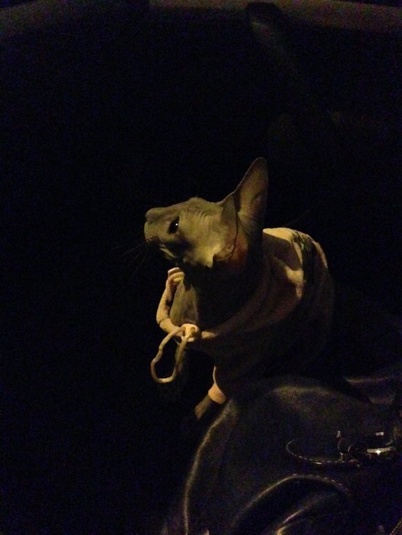 Животинка моя любимая!!)))