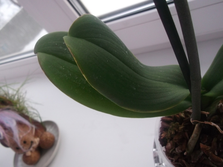 Опять я с вопросами по поводу орхидей