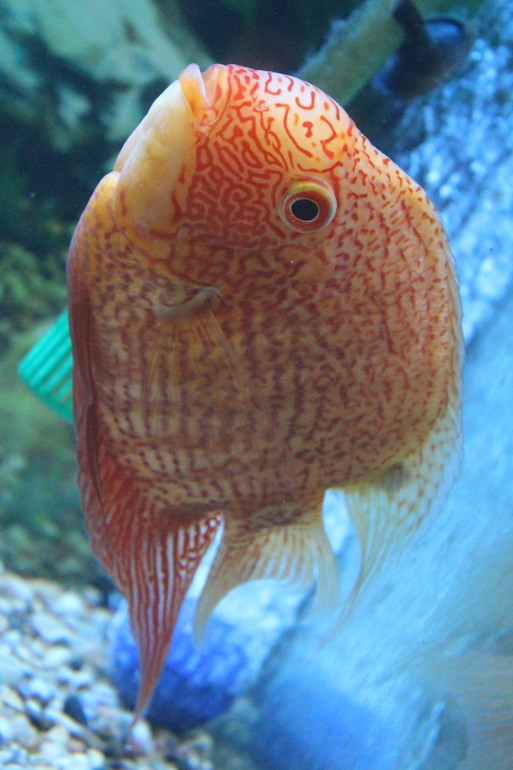 Поездка выходного дня!Парк птиц "Воробьи".