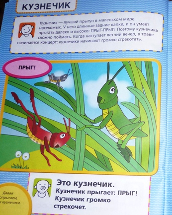 ТН Насекомые