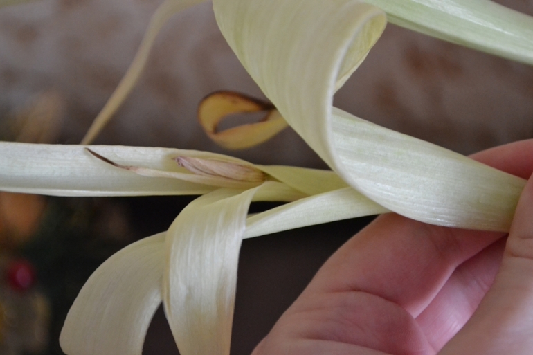 Тюльпан чахнет