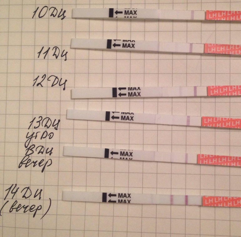 Девочки, я первый раз тестами ловлю)