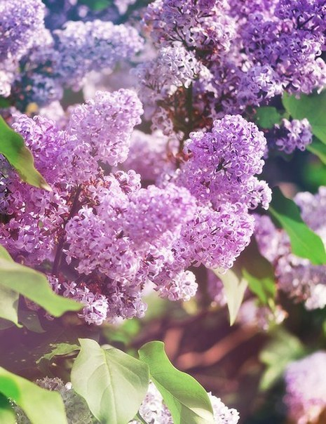 А вот и пора сирени настала!!!!!