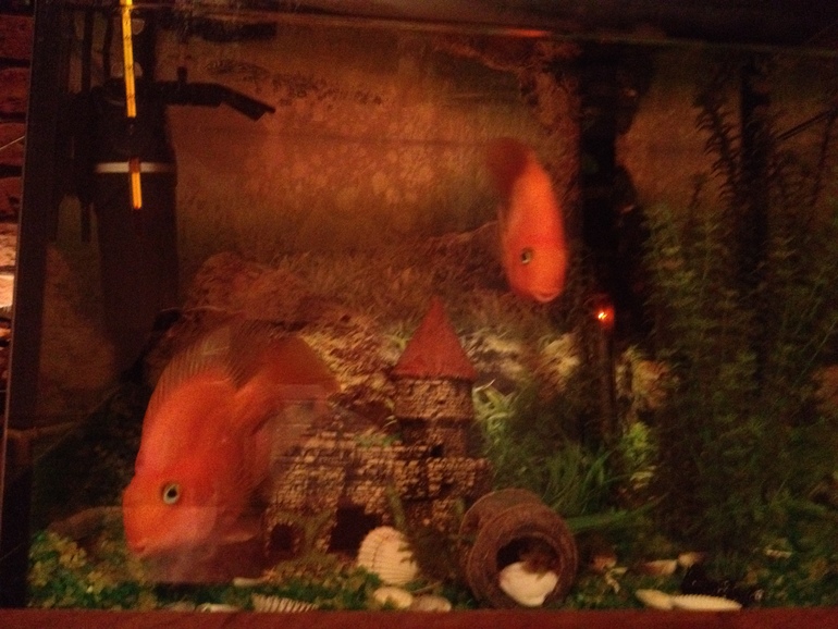 Рыбки-попугаи