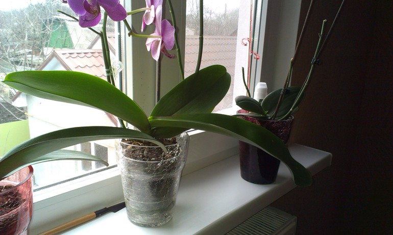 ХЕЛП! Аномальная орхидея.