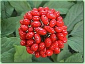 Женьшень настоящий (Panax ginseng)