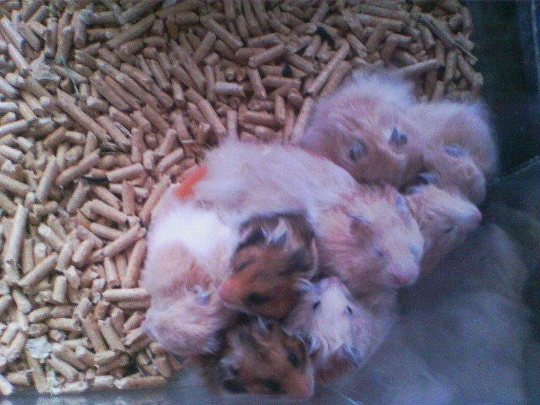 наши девочки