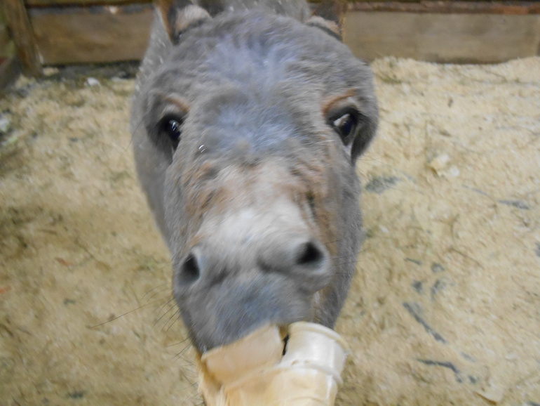 Лесное посольство)))