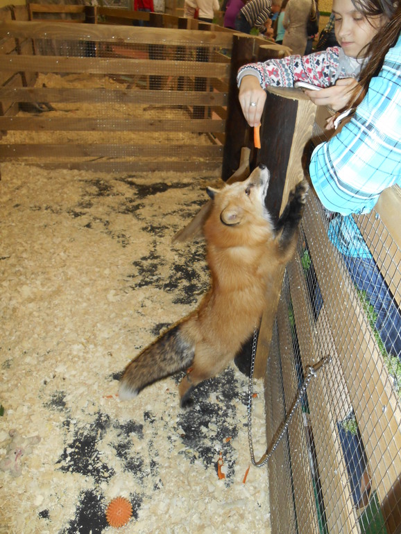 Лесное посольство)))