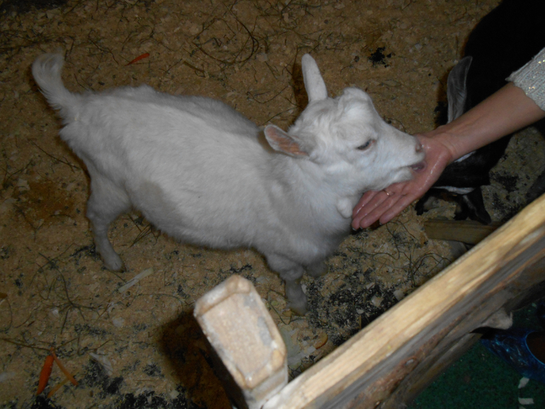 Лесное посольство)))