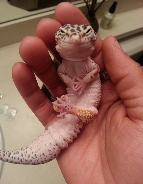 малыши все такие лапочки... даже такие)))