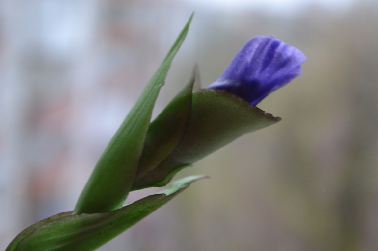 Ирисы........простите фото удалила ....выставлю еще раз...