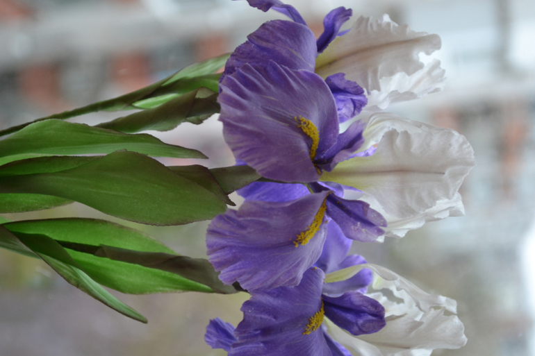 Ирисы........простите фото удалила ....выставлю еще раз...