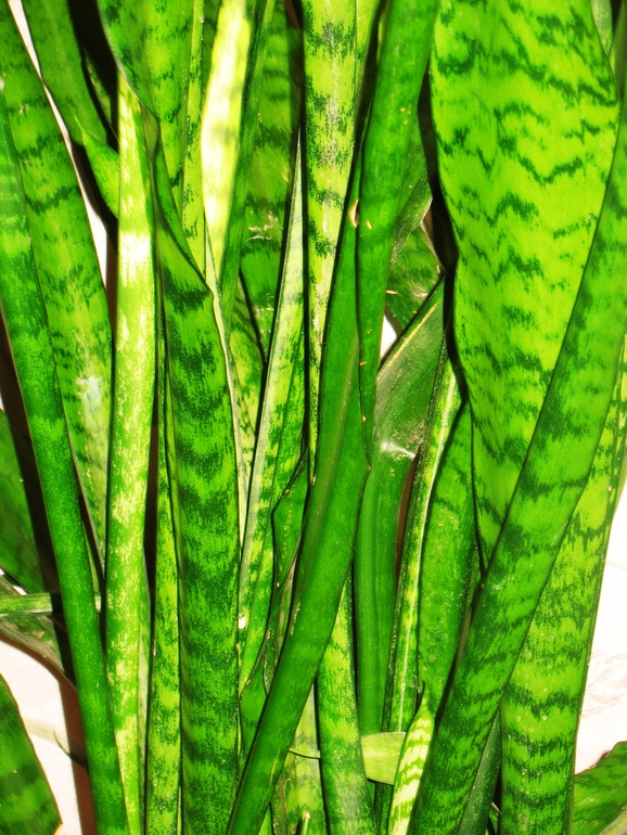 проект 365 - 30 января